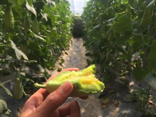 网红黑料一手吃瓜,一手吃瓜，带你领略网络舆论风云  第3张